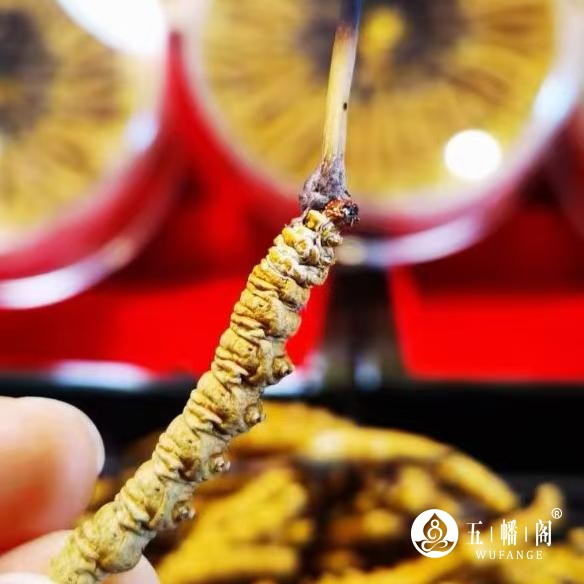 冬虫夏草与老年痴呆预防