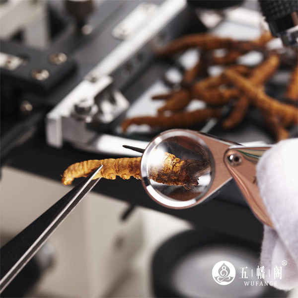 冬虫夏草食用计量建议