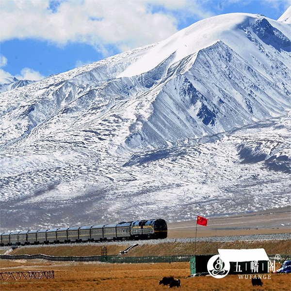 西藏那曲冬虫夏草的生长环境和生长过程